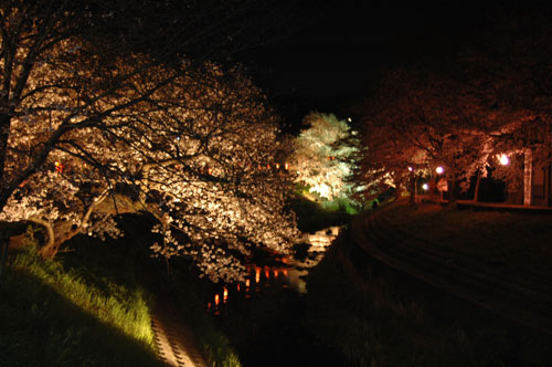 佐保川の夜桜-2007年撮影