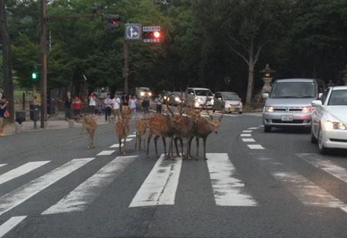 奈良公園の鹿たち