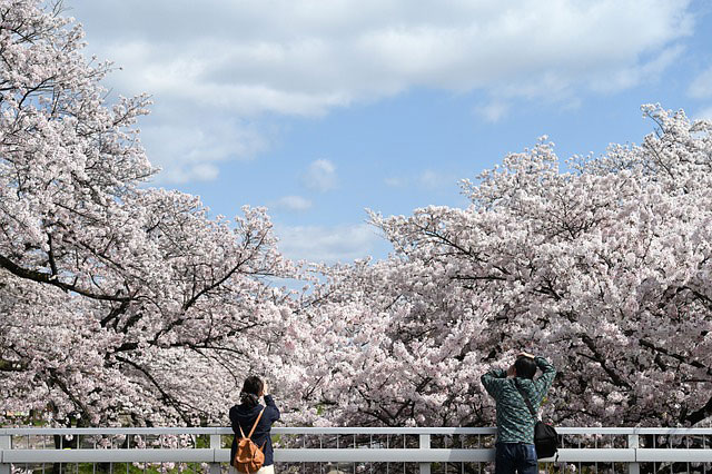 満開の桜